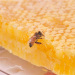 神农架蜂巢蜜500g 嚼着吃土蜂蜜巢农家自产野生礼盒装峰块