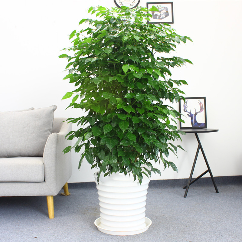带花盆幸福树盆栽 大型绿植客厅花卉办公室内植物