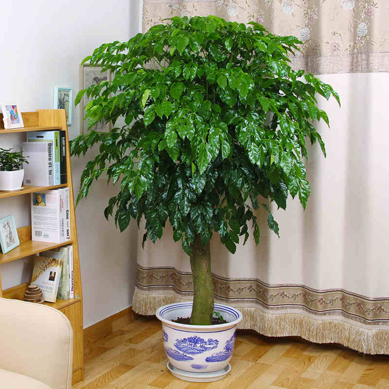大幸福树盆栽植物客厅室内大树桩平安树办公室大型绿植绿宝小盆景